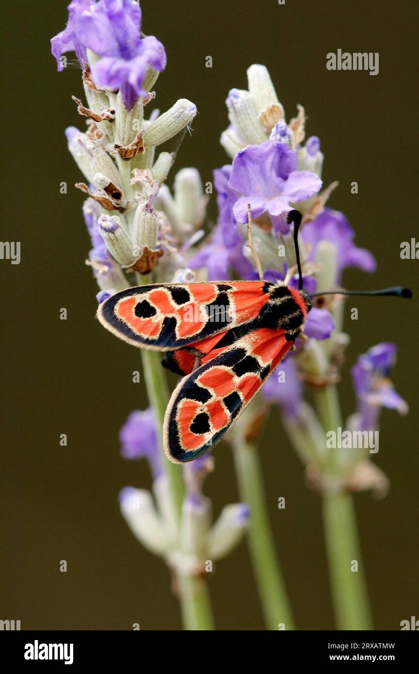 Viola di montagna (Zygaena fausta), Provenza, Sud della Francia, viola fortunata, viola fortunata Foto Stock