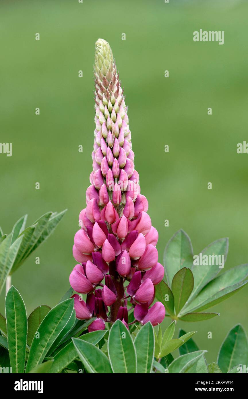 Lupino perenne, lupino dalle grandi foglie (Lupinus polyphyllus), lupino perenne Foto Stock