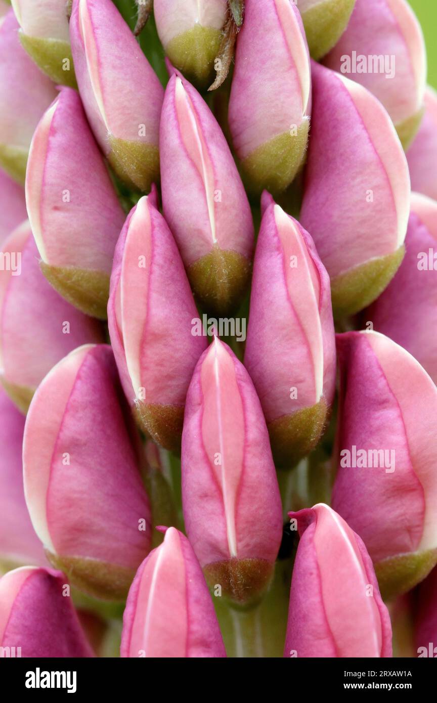 Lupino perenne, lupino dalle grandi foglie (Lupinus polyphyllus), lupino perenne Foto Stock