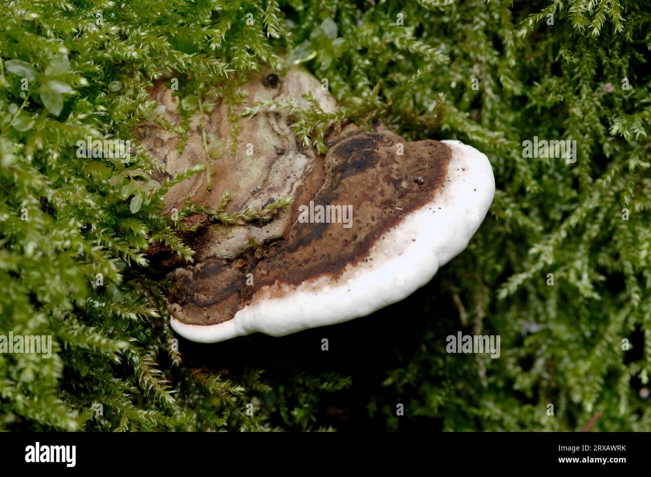 Staffa a grappolo (Trametes gibbosa), Germania Foto Stock