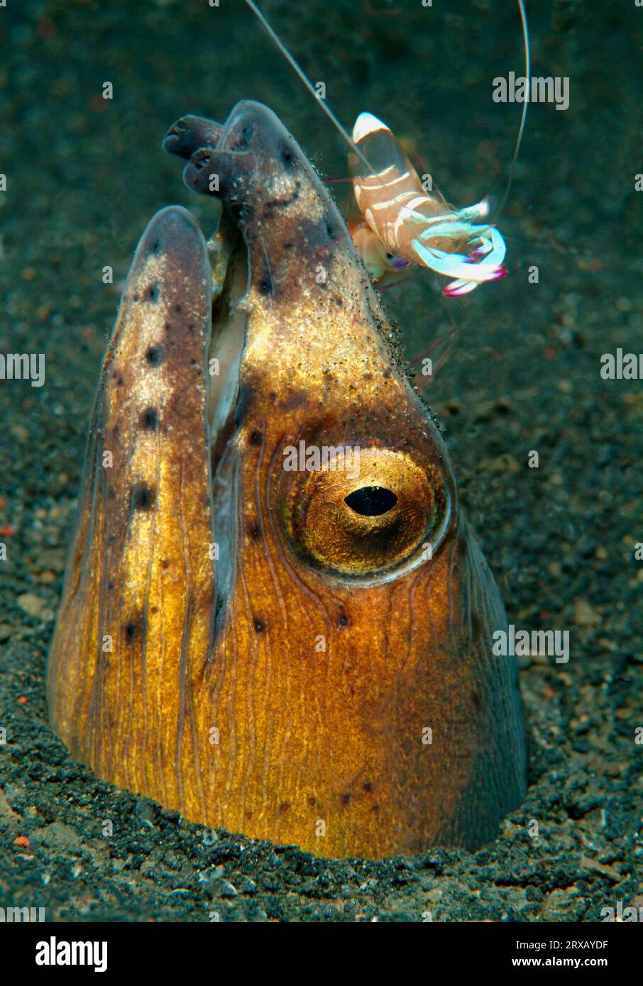 Anguilla serpente con gamberi più puliti (Periclimenes magnificus), Indonesia Foto Stock