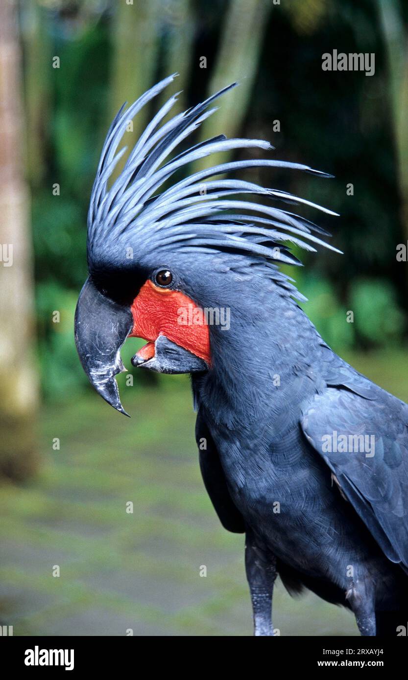 Palm Cockatoo (Probosciger atterimus) Foto Stock