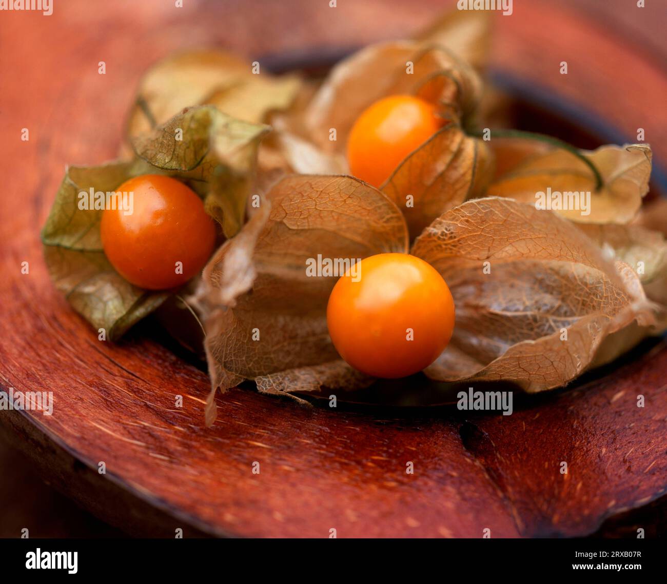 Physalises (Physalis peruviana) in guscio, ciliegia peruviana, bacca andina Foto Stock