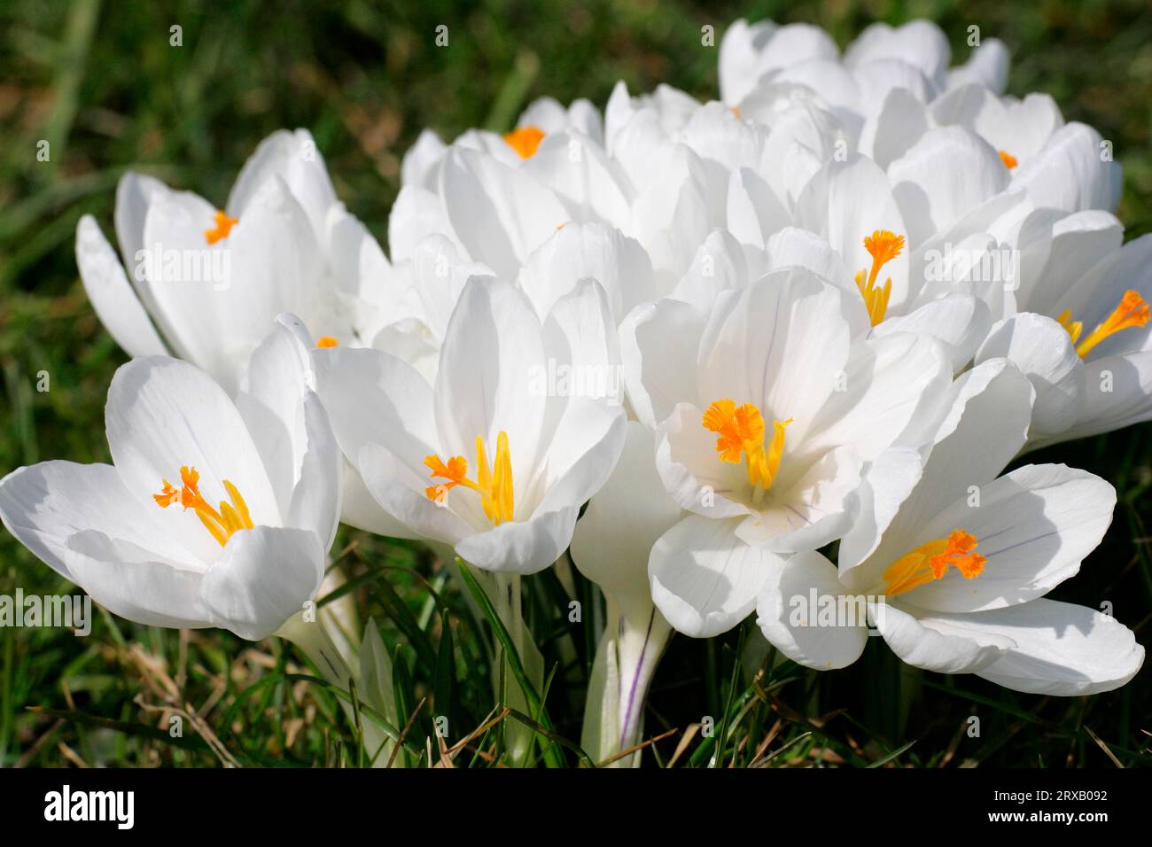 Croci (Crocus vernus albiflorus) Foto Stock