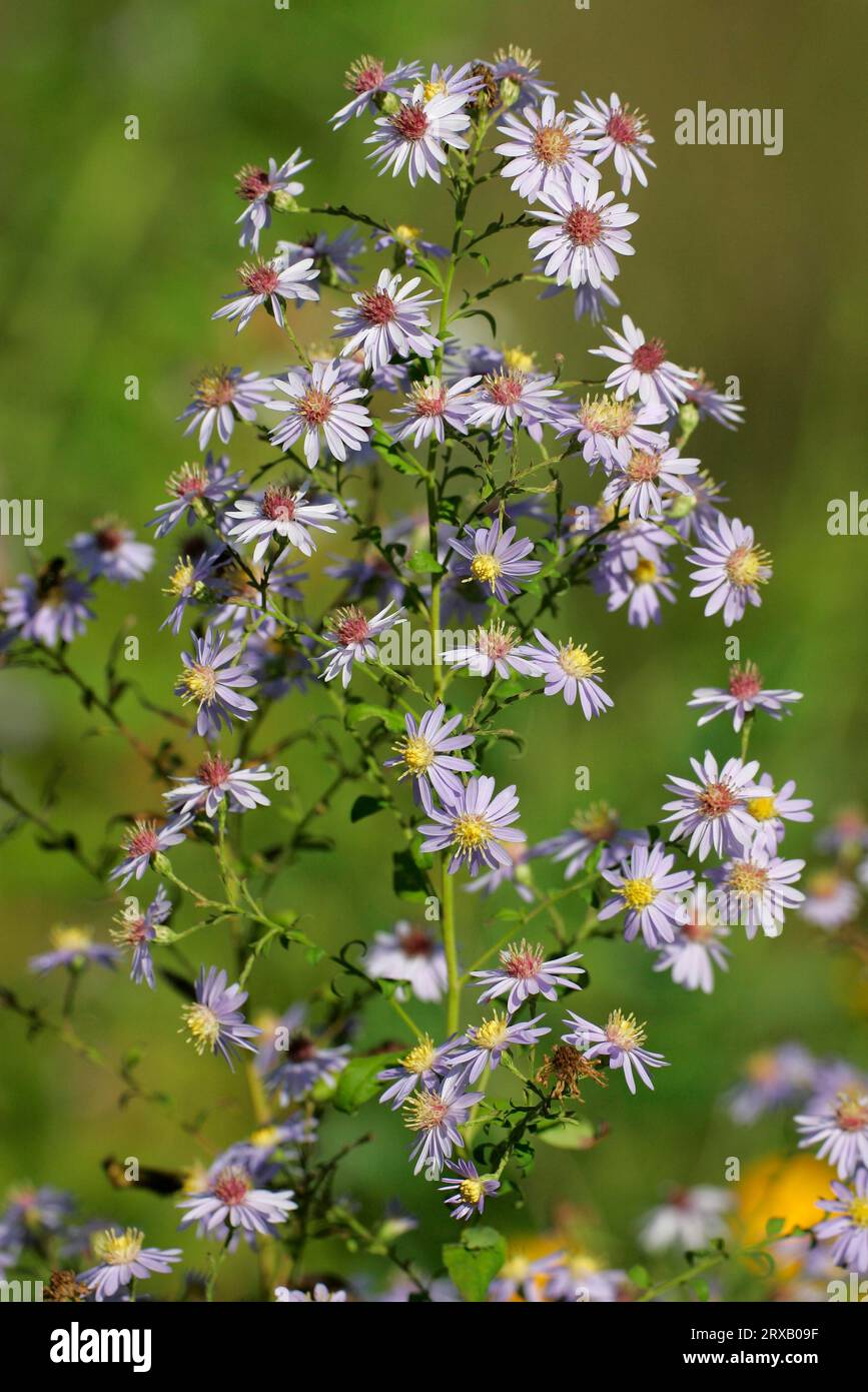 Drummonds Aster (Aster drummondii) Foto Stock