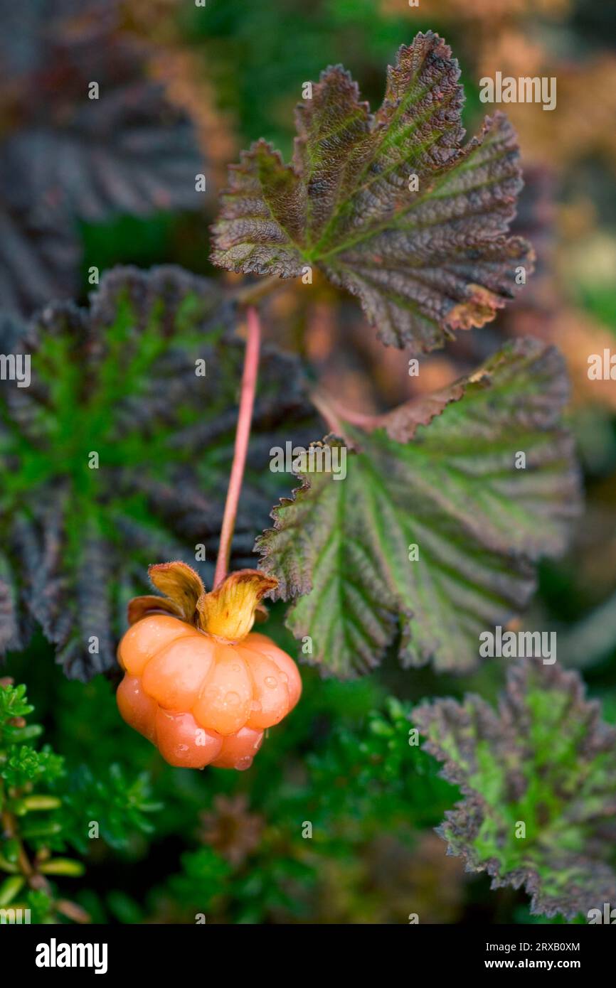 Cloudberry (Rubus chamaemorus), Fruit, Norvegia, Europa Foto Stock