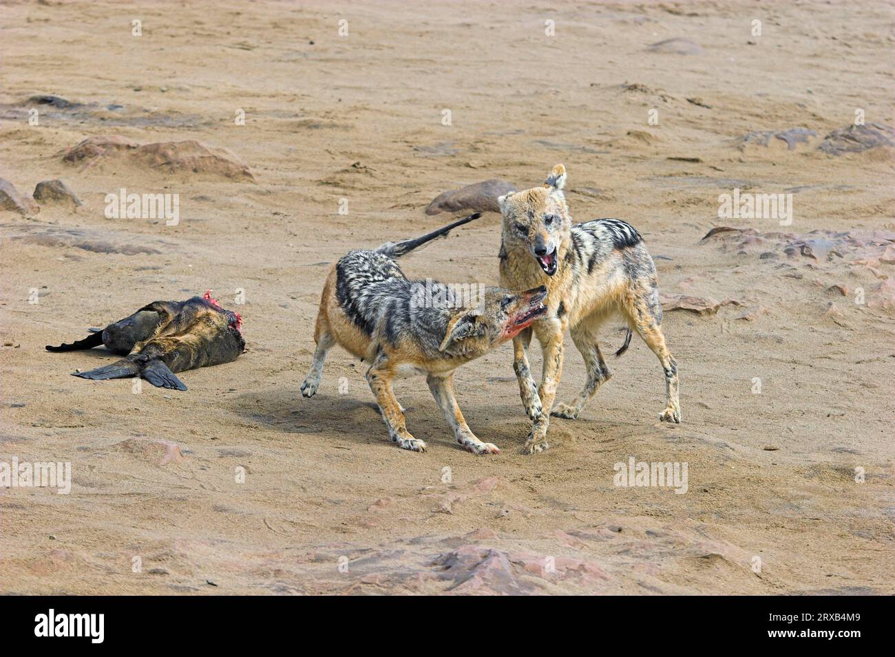 Sciacalli con il sostegno nero (Canis mesomelas) presso la carcassa di foca di pelliccia sudafricana, Cape Cross, Namibia Foto Stock