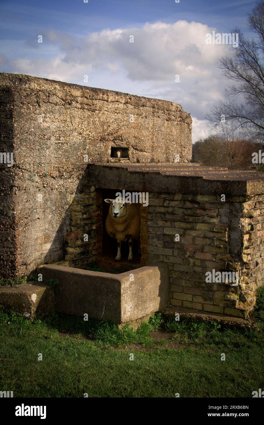 Una pecora che esce da un rifugio antiaereo della seconda guerra mondiale Foto Stock