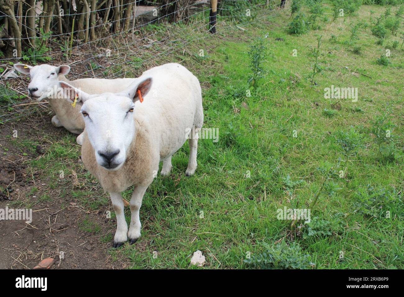 Chapel Haddlesey North Yorkshire 26 agosto 2030 pecore che pascolano in un campo Foto Stock