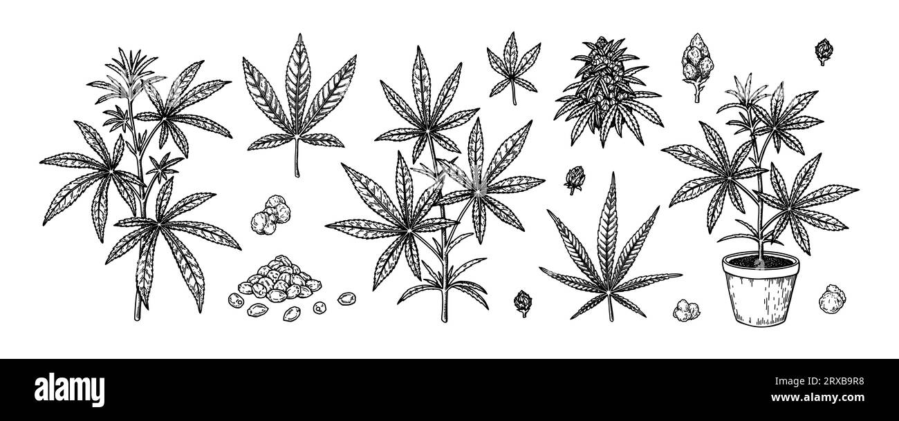Pianta di cannabis, rami, foglie e semi. Set di elementi disegnati a mano per la marijuana. Illustrazione vettoriale nello stile di schizzo Illustrazione Vettoriale