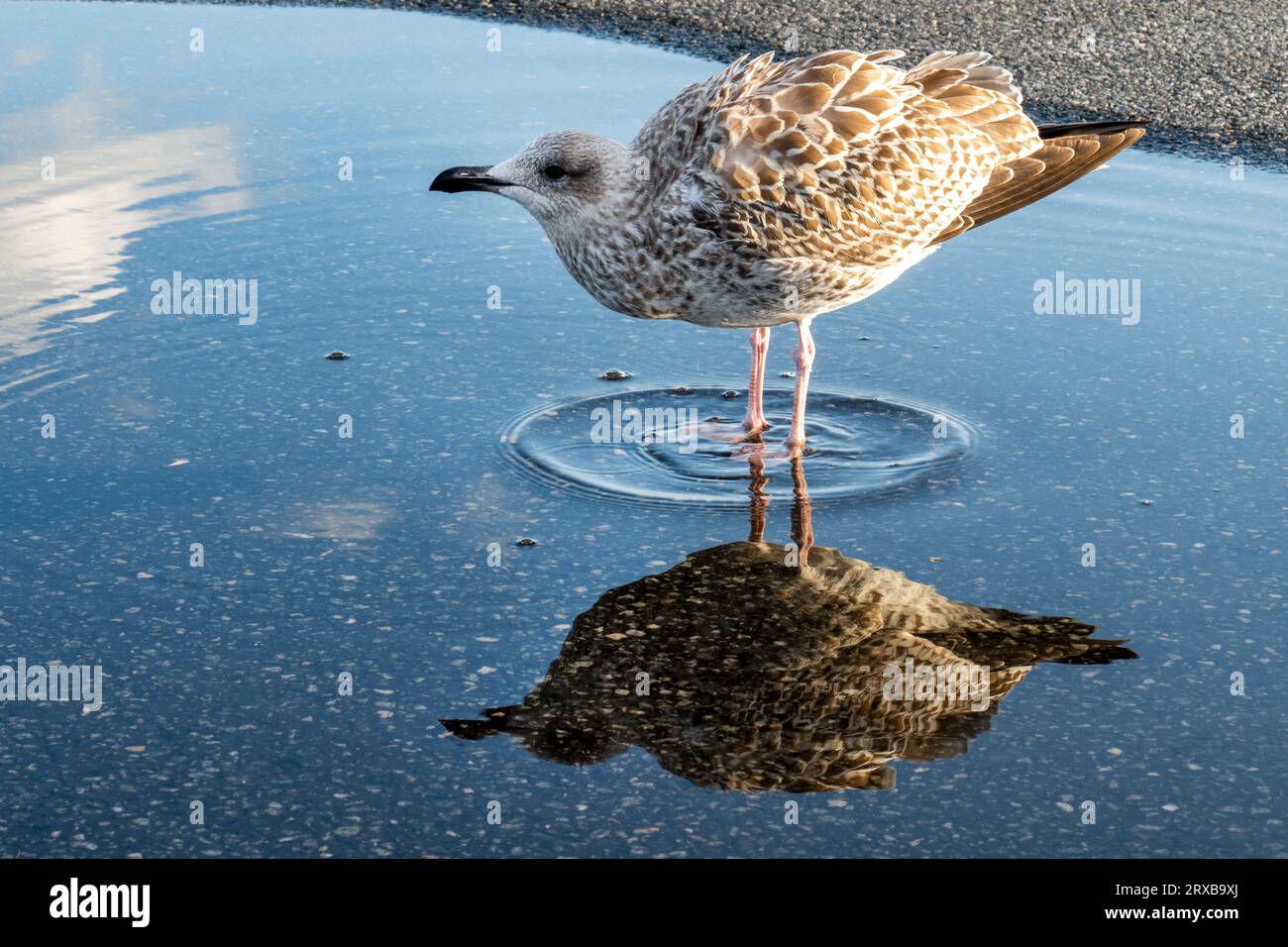 Giovane gabbiano in piedi in una pozza di acqua piovana Foto Stock