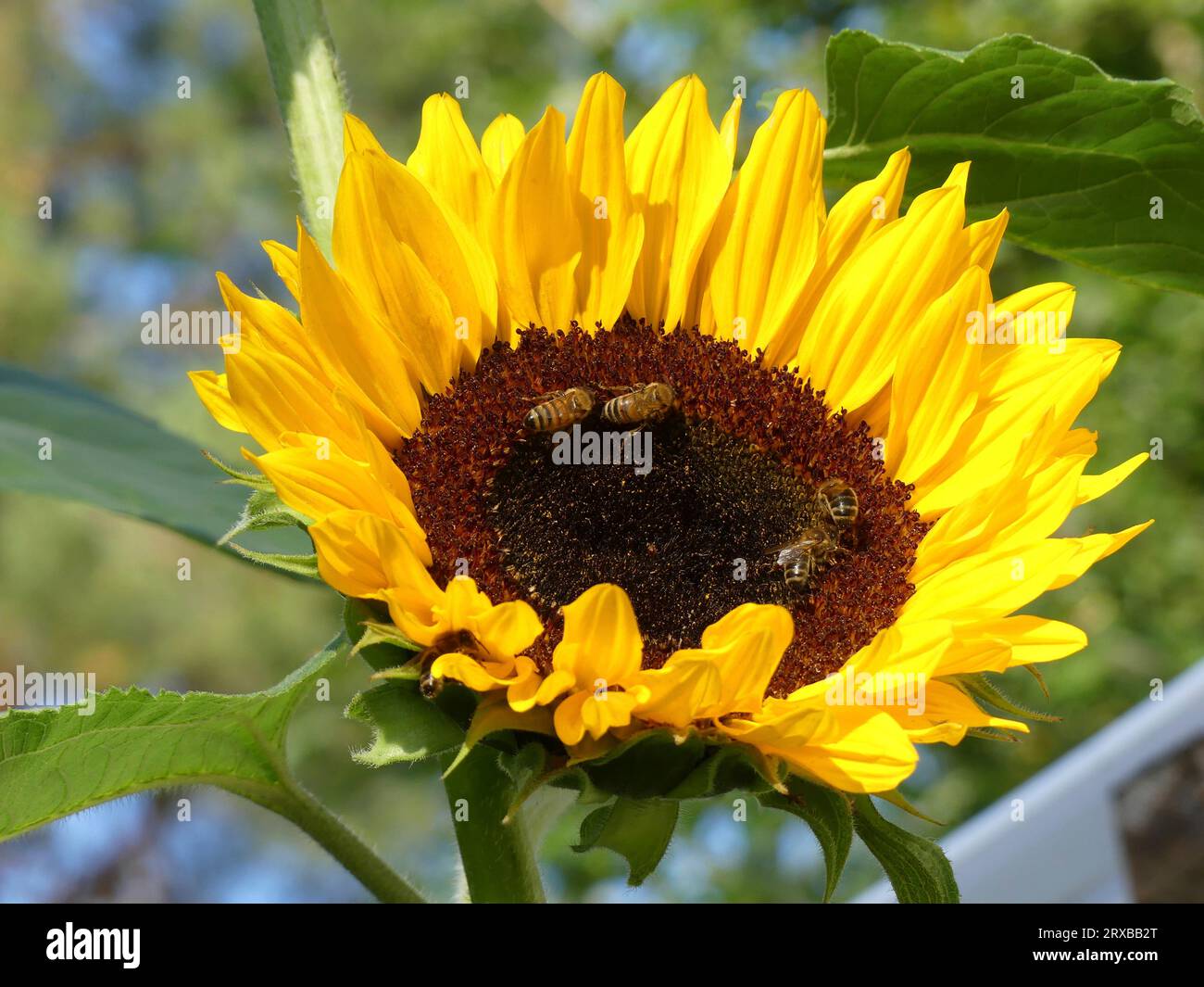 Api su Girasole Foto Stock
