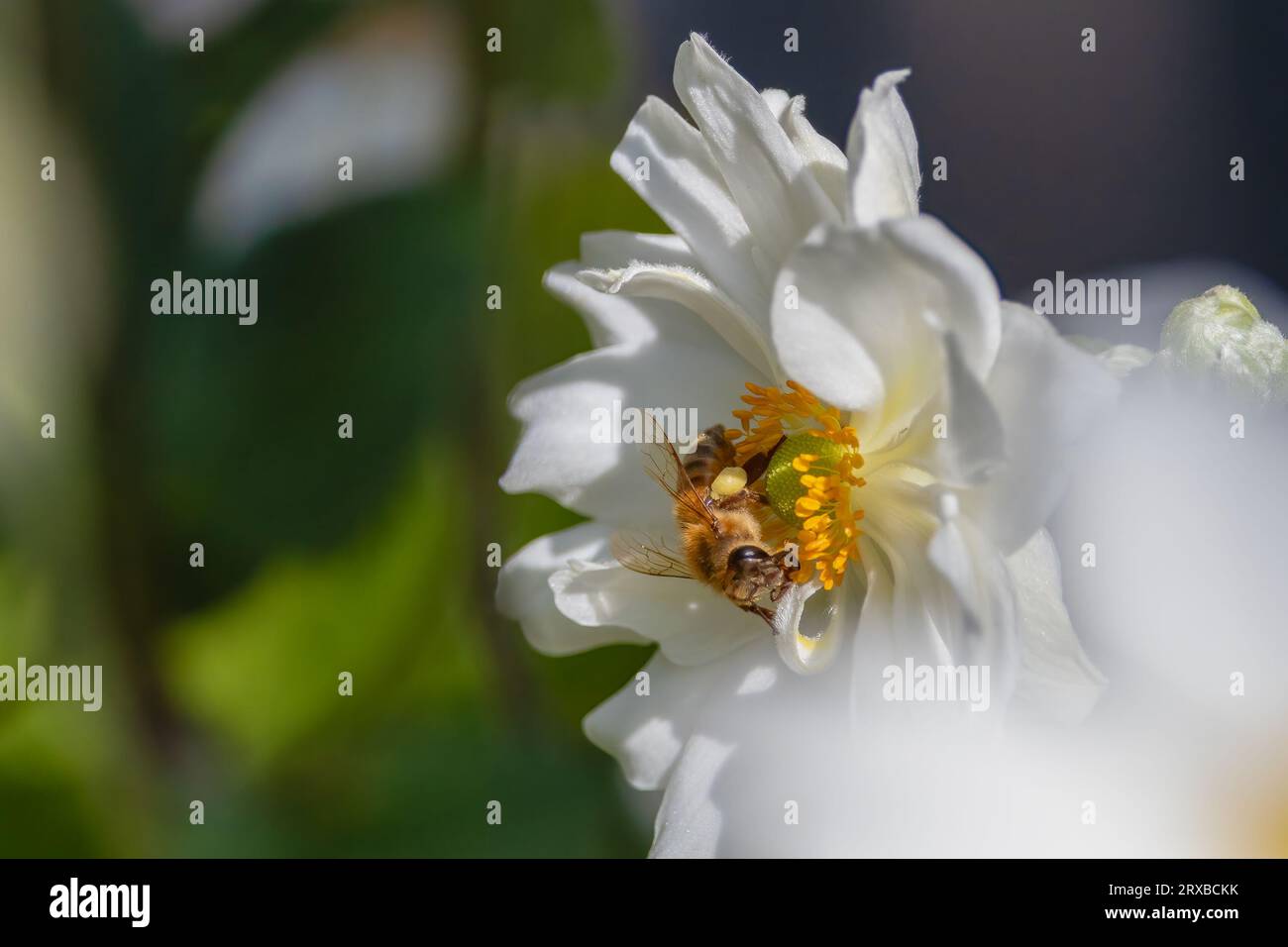 Un'ape che visita un singolo fiore bianco con uno sfondo scuro. Foto Stock