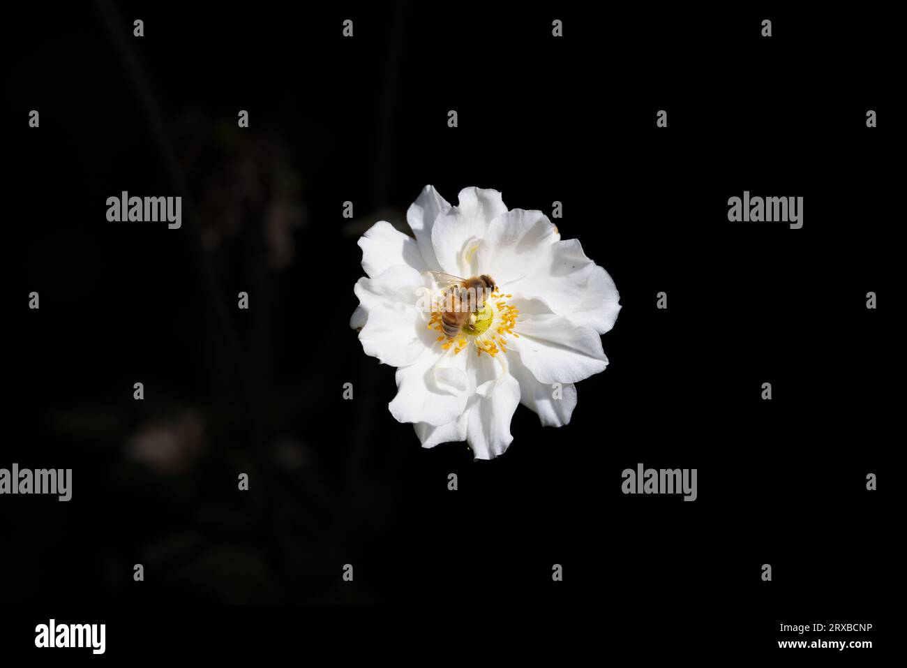 Un'ape che visita un singolo fiore bianco con uno sfondo scuro. Foto Stock