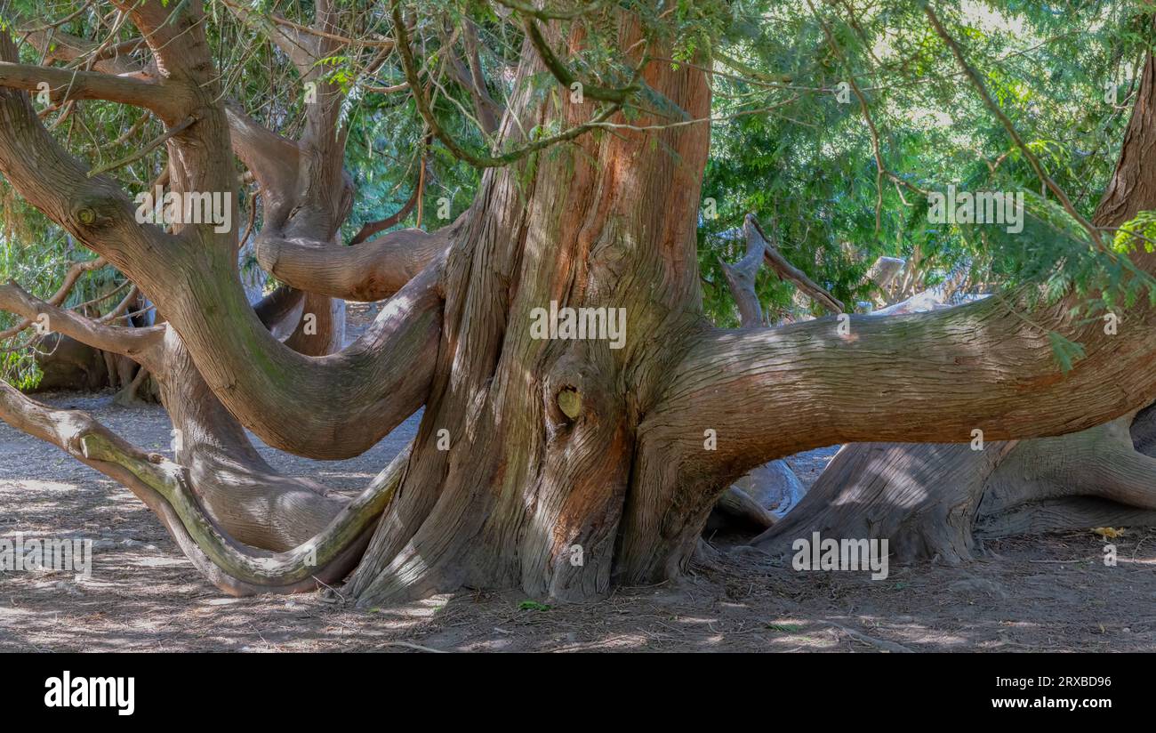 Tronco di un grande albero con molti rami grandi. Foto Stock