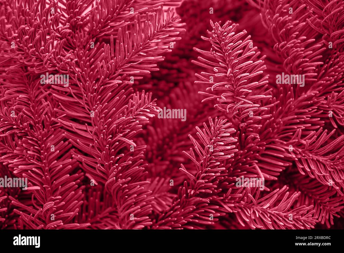 Colore alla moda dell'anno 2023. Viva Magenta. Colore alla moda. Sfondo dei rami dell'albero di Natale. Foto Stock