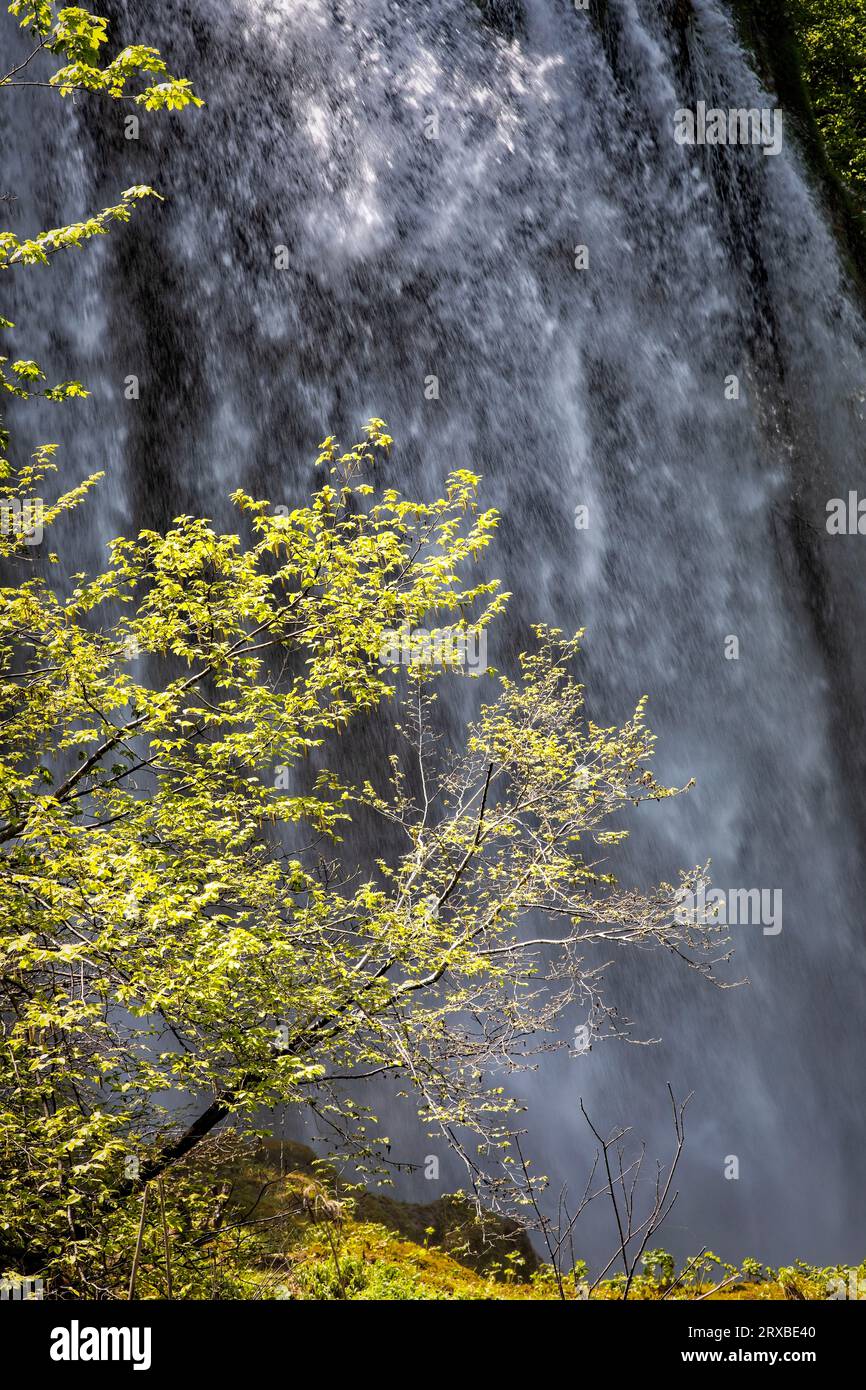 Una cascata dai laghi superiori scende su una sporgenza nel Parco Nazionale di Plitvice, in Croazia. Foto Stock
