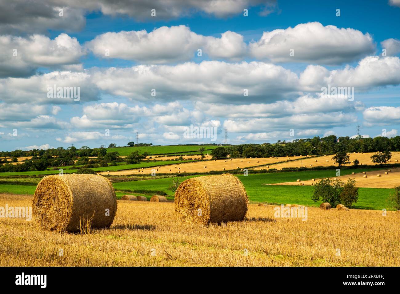 Una vista delle grandi balle rotonde in un campo vicino al villaggio di Newmilns nell'East Ayrshire durante il raccolto. Foto Stock