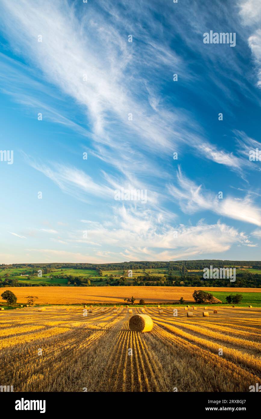 Balle di grano tondo nella campagna di fine estate dell'Ayrshire vicino a Newmilns. Foto Stock