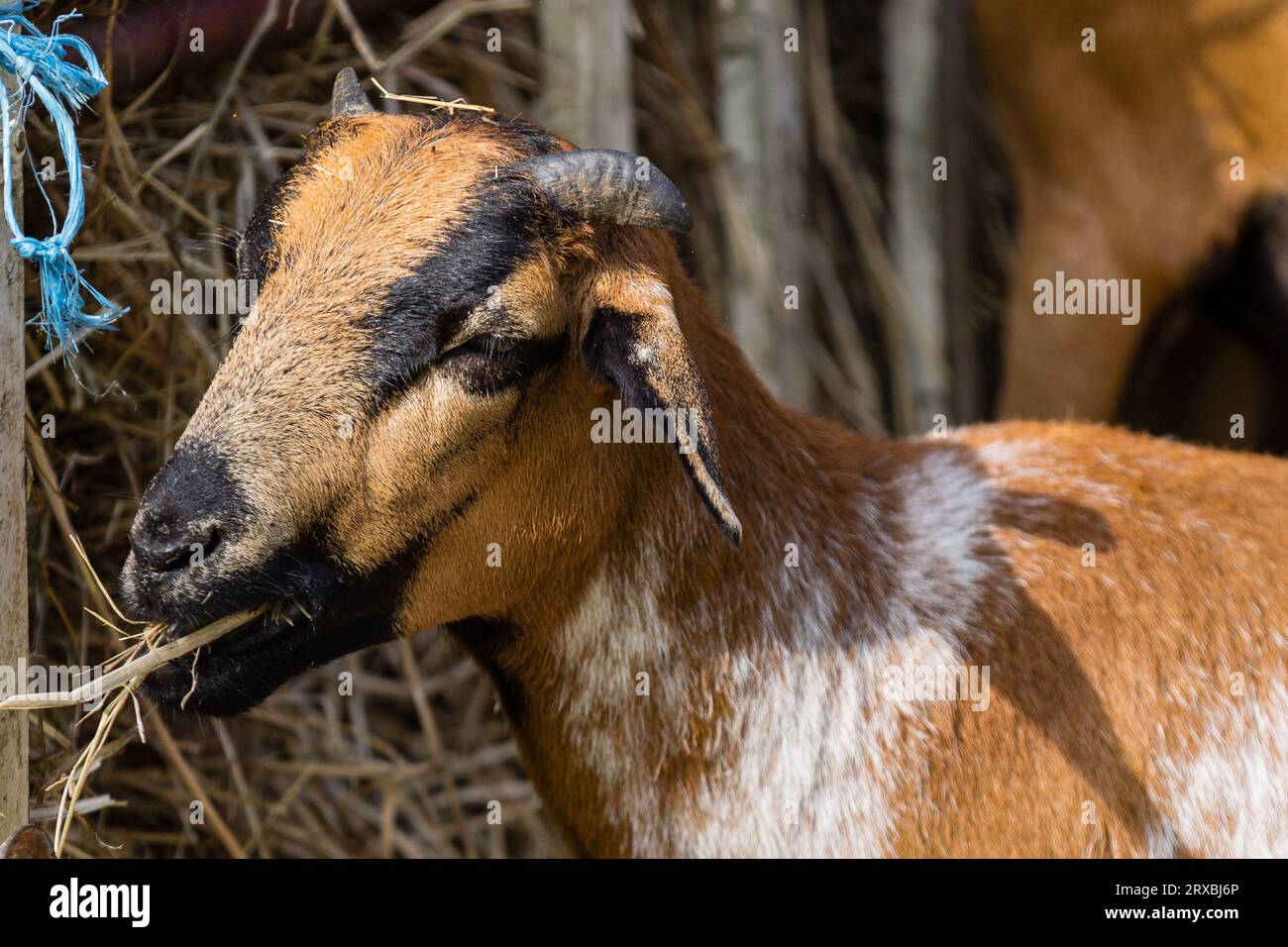 24 settembre 2023, Brandeburgo, Lübbenau/OT Lehde: Una capra mangia fieno nel villaggio di Lehde nello Spreewald. Circa 3000 visitatori sono stati ospiti al 29° Lehde Festival nello Spreewald di domenica, secondo le stime della Lehde Promotion Association. Foto: Frank Hammerschmidt/dpa Foto Stock