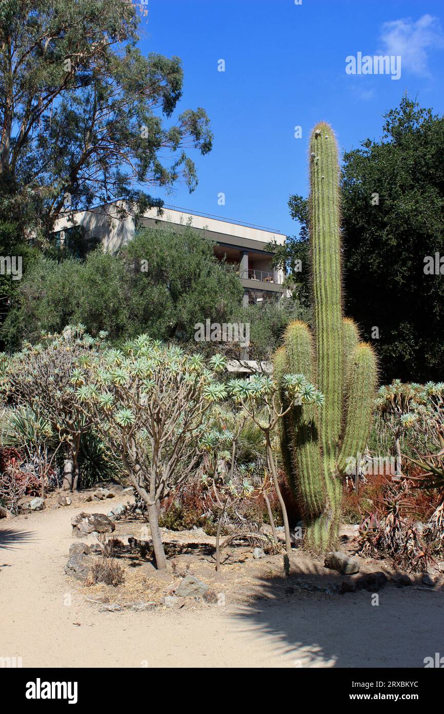 Arizona Garden, Stanford University, California Foto Stock