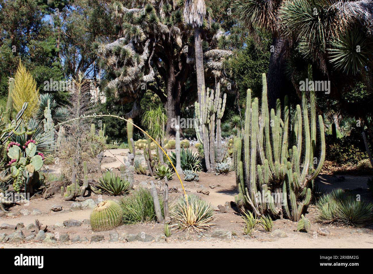 Arizona Garden, Stanford University, California Foto Stock