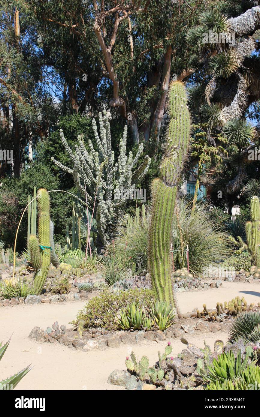 Arizona Garden, Stanford University, California Foto Stock