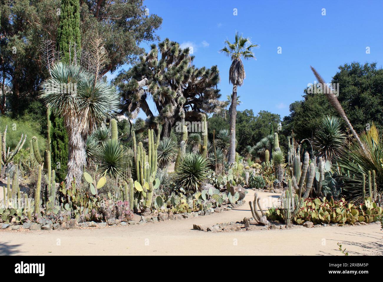 Arizona Garden, Stanford University, California Foto Stock