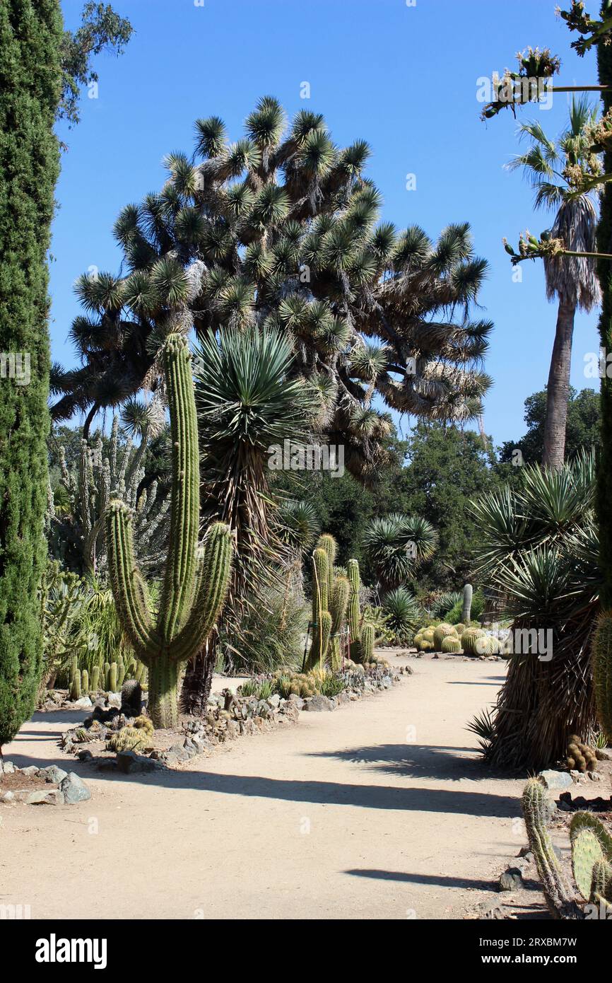 Arizona Garden, Stanford University, California Foto Stock
