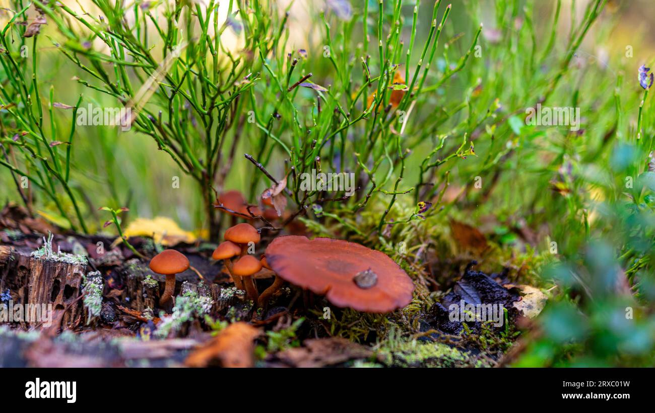 Vista ad angolo basso dei funghi che crescono su un lussureggiante muschio verde nella foresta tra felci e tronchi d'albero nella foresta autunnale Foto Stock