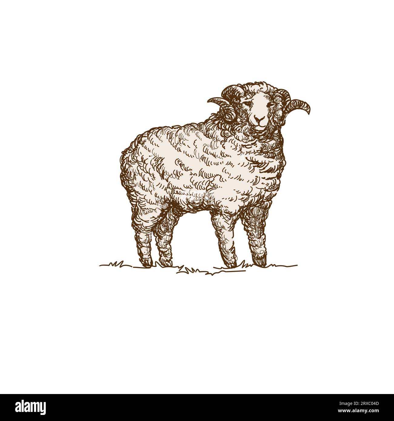 Illustrazione di una pecora disegnata a mano. Logo Vector. Illustrazione Vettoriale