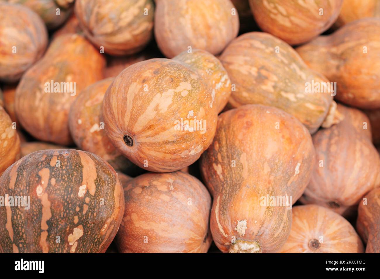 Sfondo organico - una pila di Butternut arancioni Foto Stock