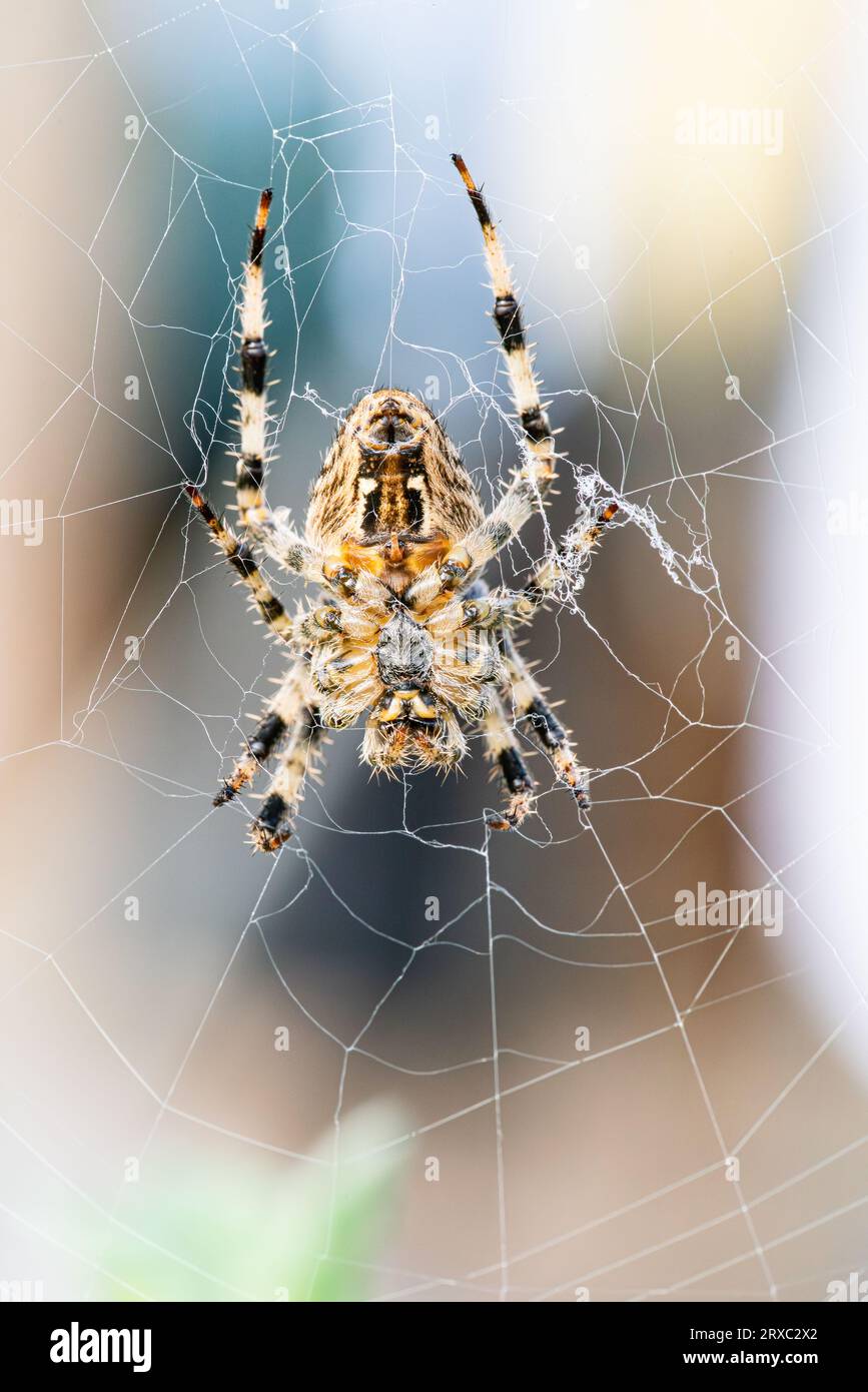 Ho visto la pancia di un ragno da giardino Araneus diadematus mentre era seduto sulla sua ragnatela. La vista era dalla pancia. Foto Stock
