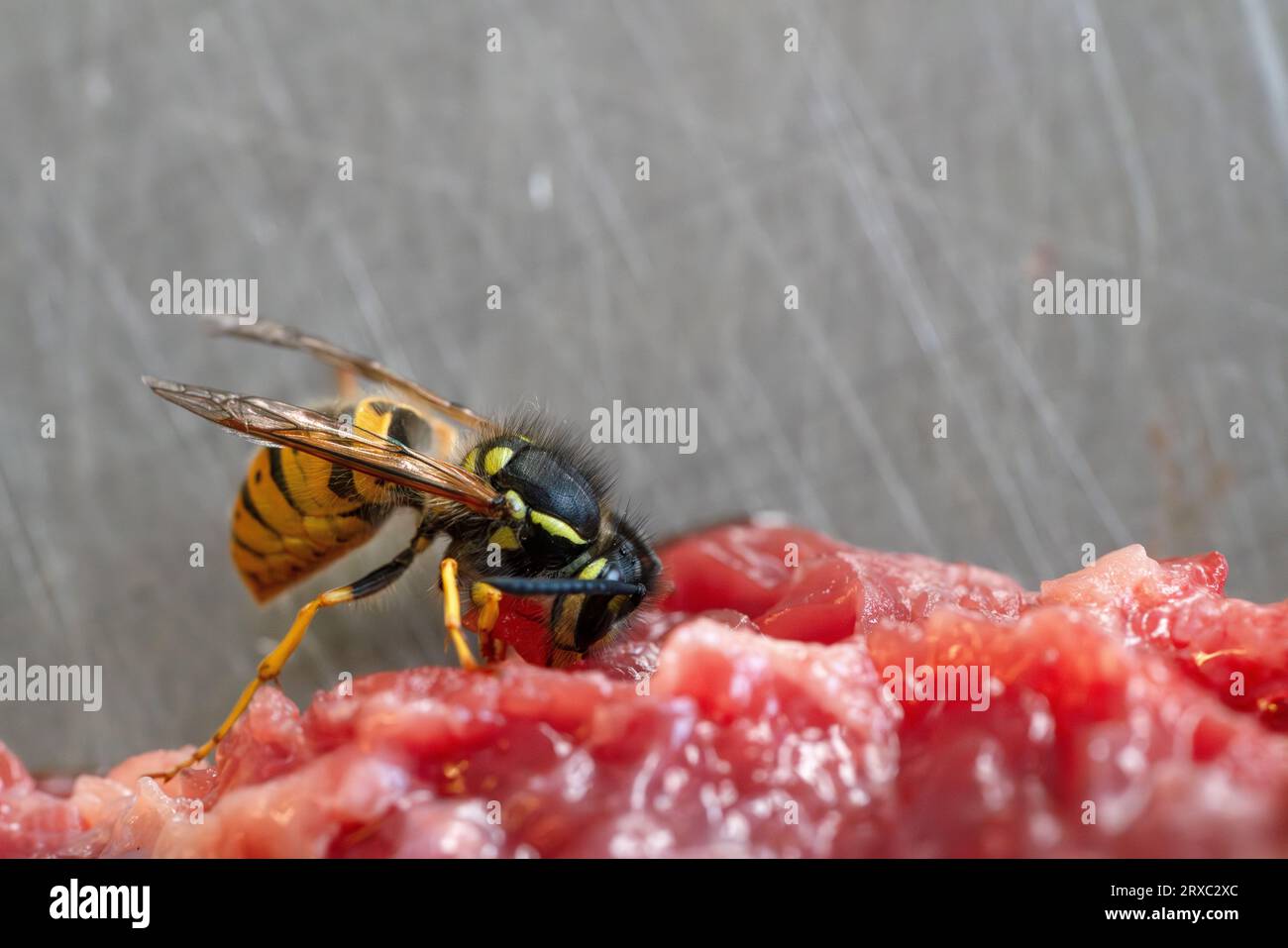 WASP mangiare carne Vespula germanica Foto Stock