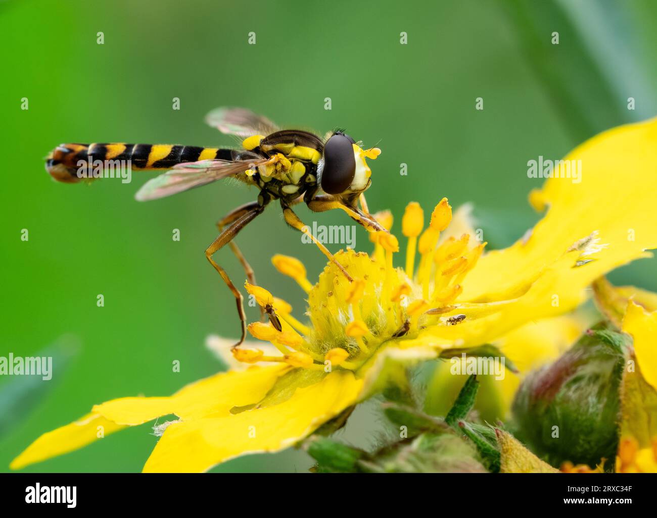 In un prato, un fiore selvatico Tansy viene impollinato da un lungo Hoverfly noto come Sphaerophoria scripta. Foto Stock