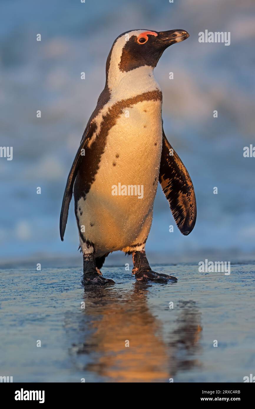 Un pinguino africano (Spheniscus demersus) in piedi sulla spiaggia, Sudafrica Foto Stock
