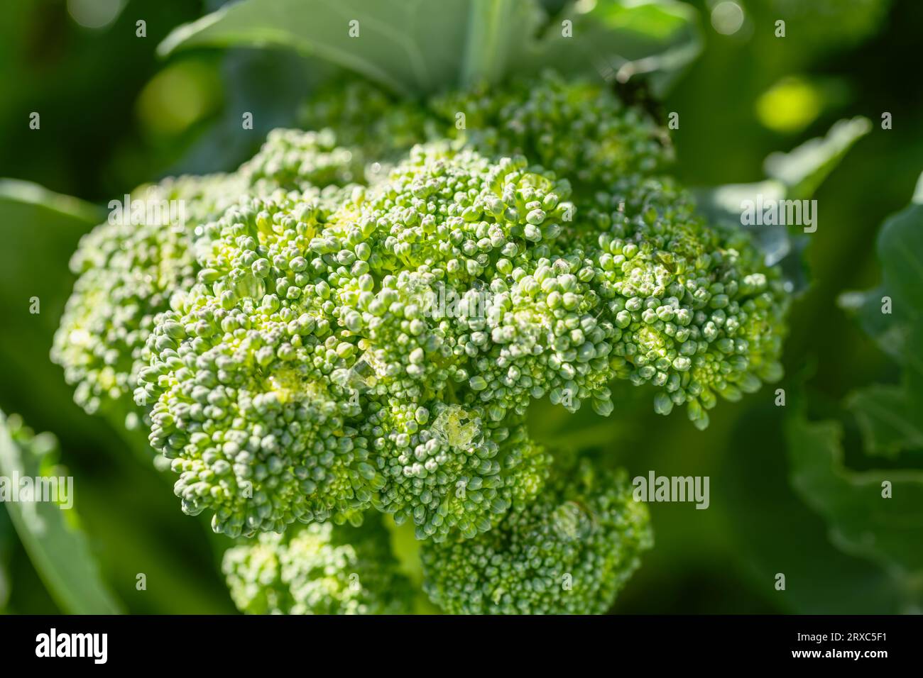 Deliziosi broccoli pronti per essere raccolti nel nostro orto Foto Stock