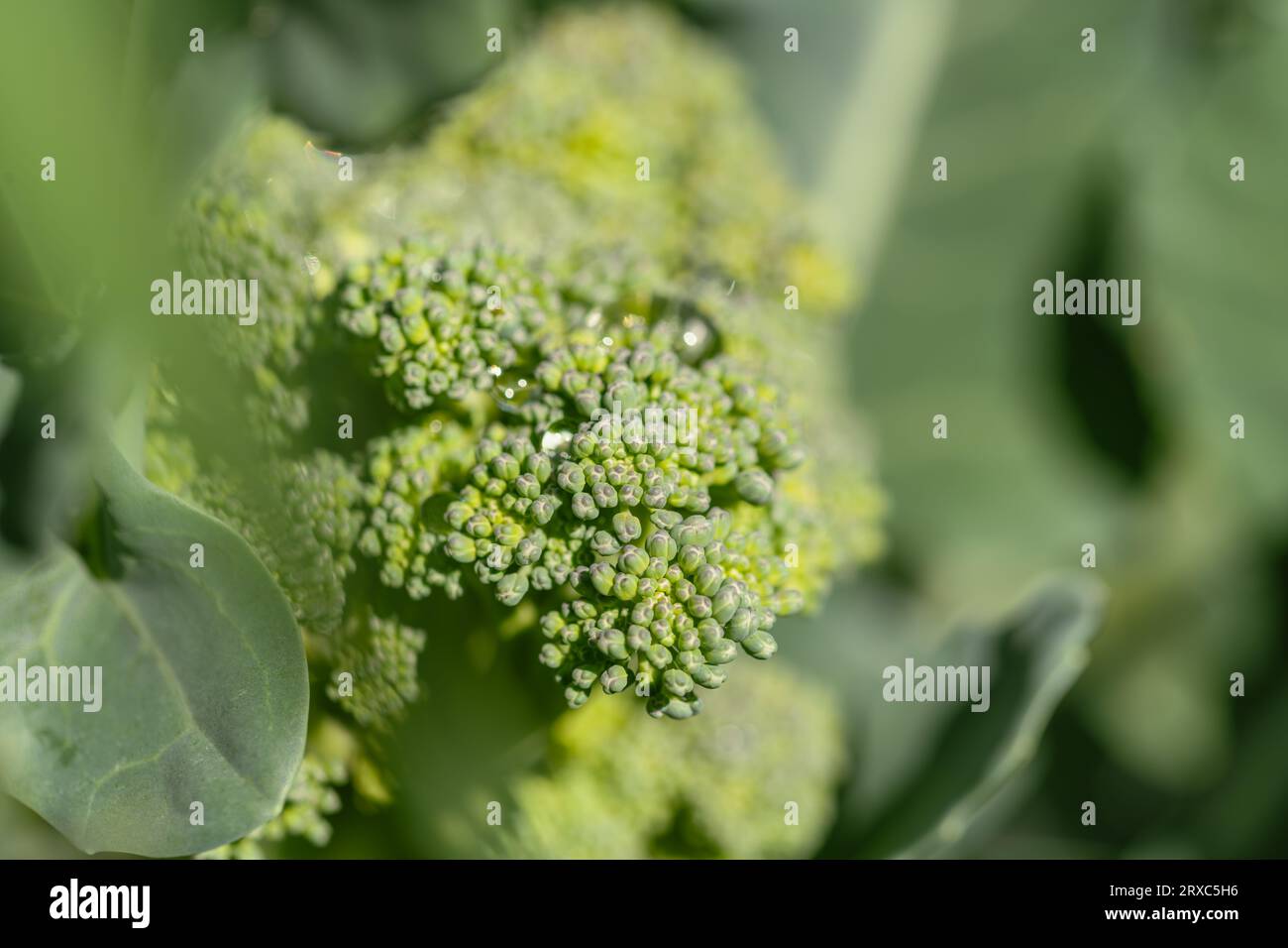 Broccoli bellissimi e deliziosi che crescono in Un orto vegetale Foto Stock