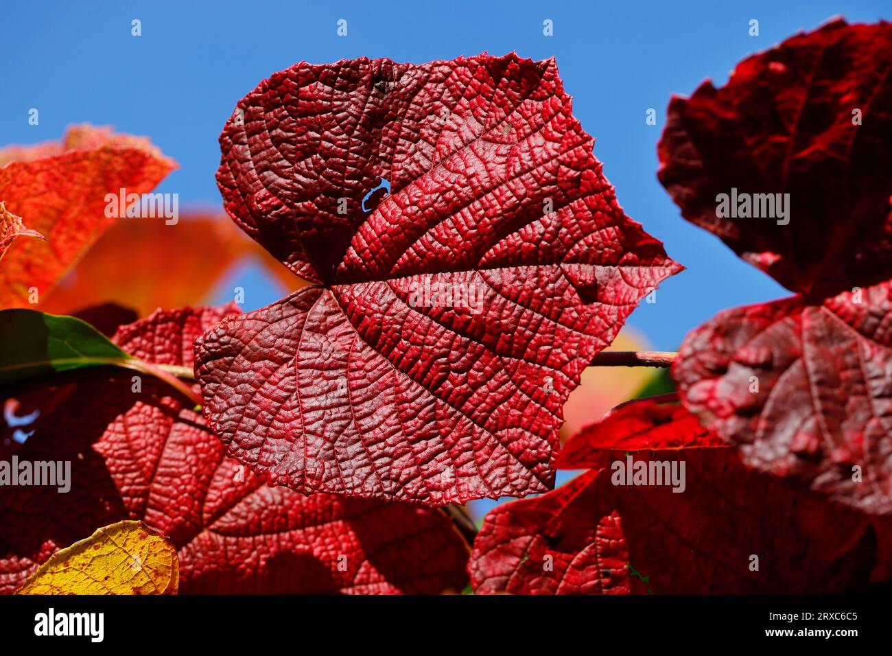 Vista delle foglie di vitis coignetiae nel giardino di ottobre. Fotografia macro di natura vivace. Foto Stock