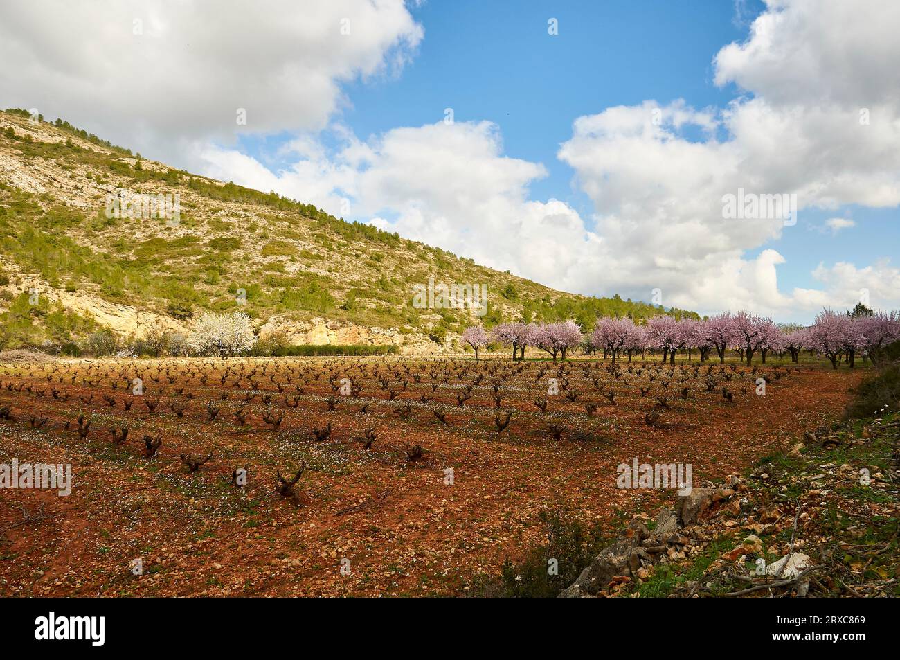 Paesaggio mediterraneo con vigneti e campi di mandorli in primavera vicino a Camí de Gorgos (Llíber, Vall de Pop Valley, Marina alta, Alicante, Spagna) Foto Stock