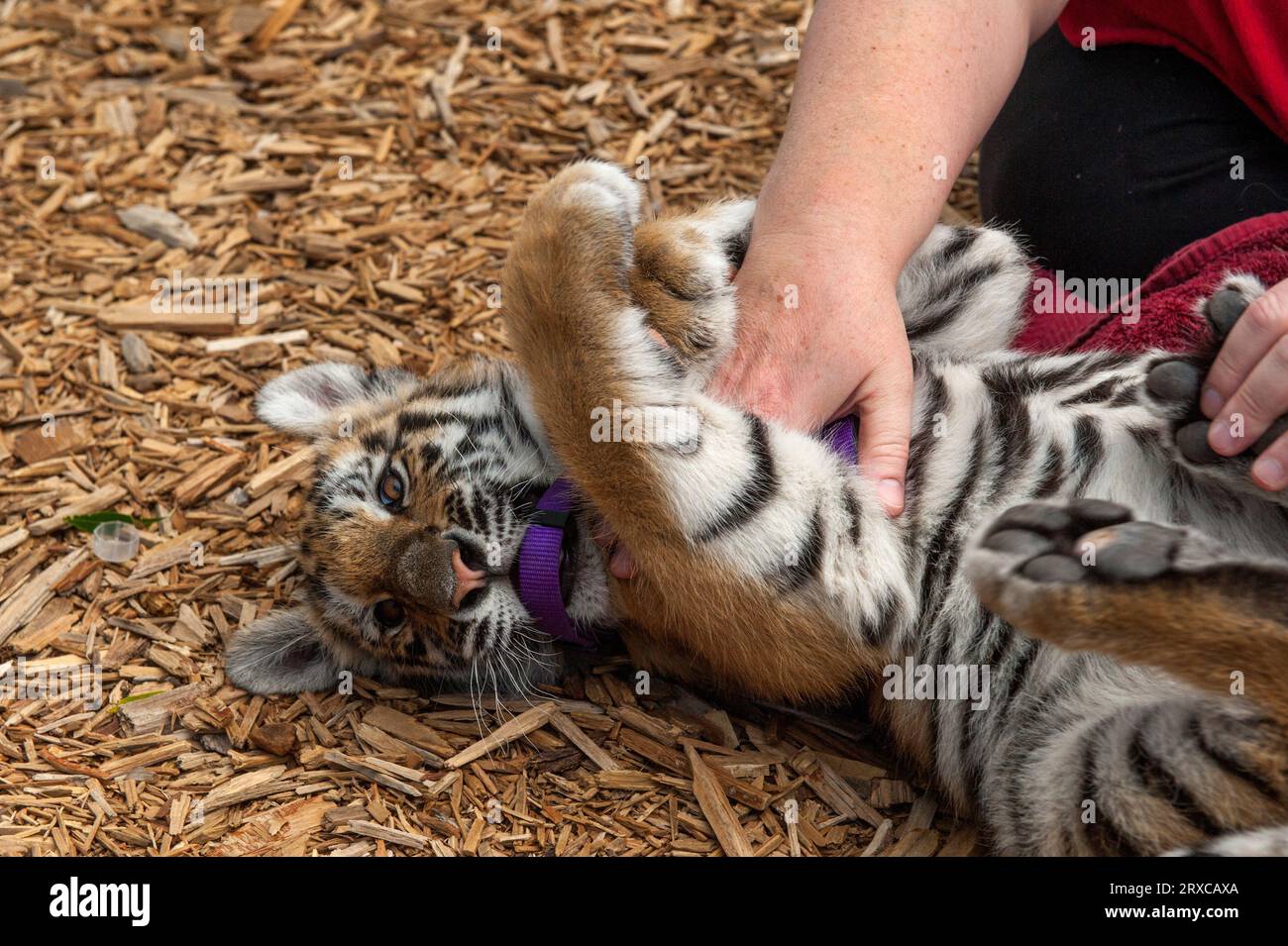 Un essere umano gioca con Waldo, un cucciolo di tigre nato nel santuario dei gatti di Serenity Springs a Calhan, Colorado Foto Stock