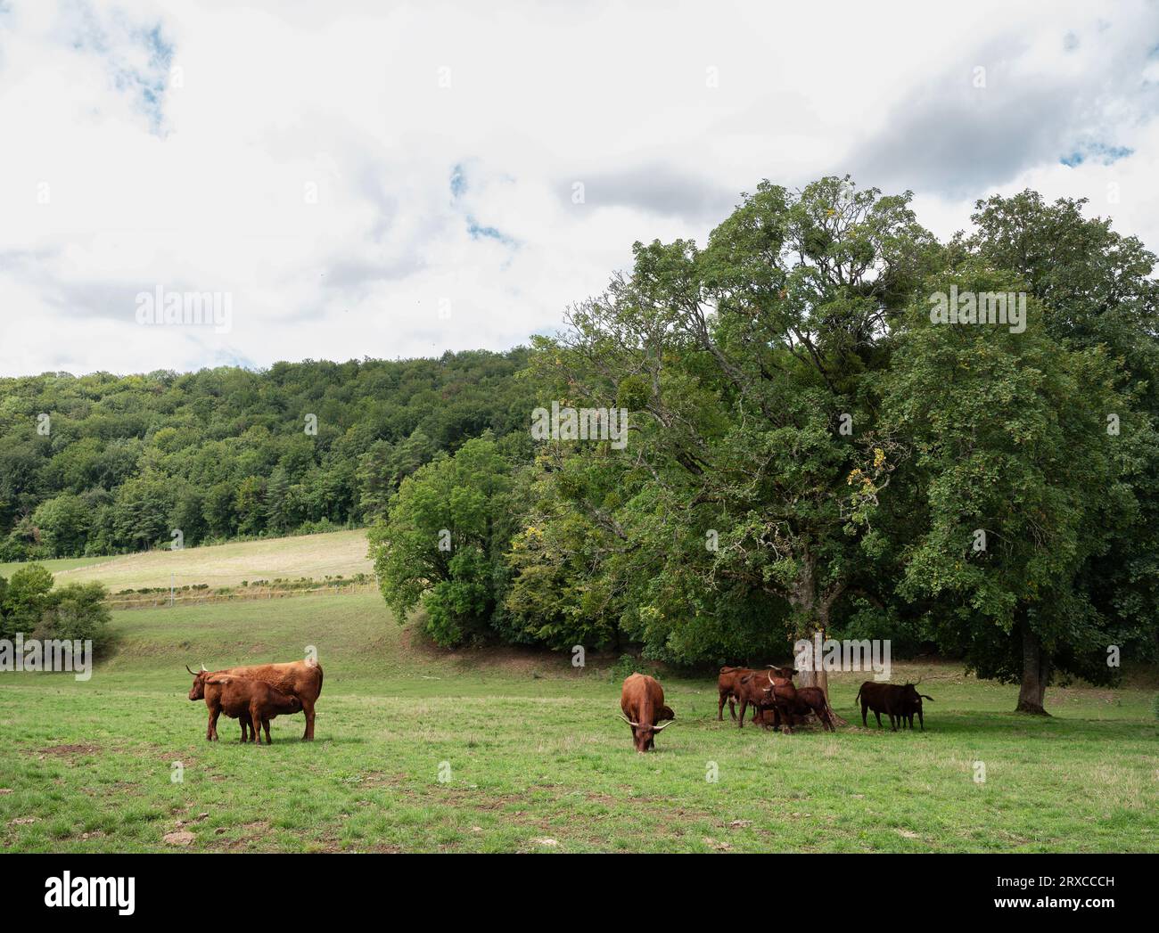 mucche e alberi di corno lungo marrone nel parc national de forets francese Foto Stock