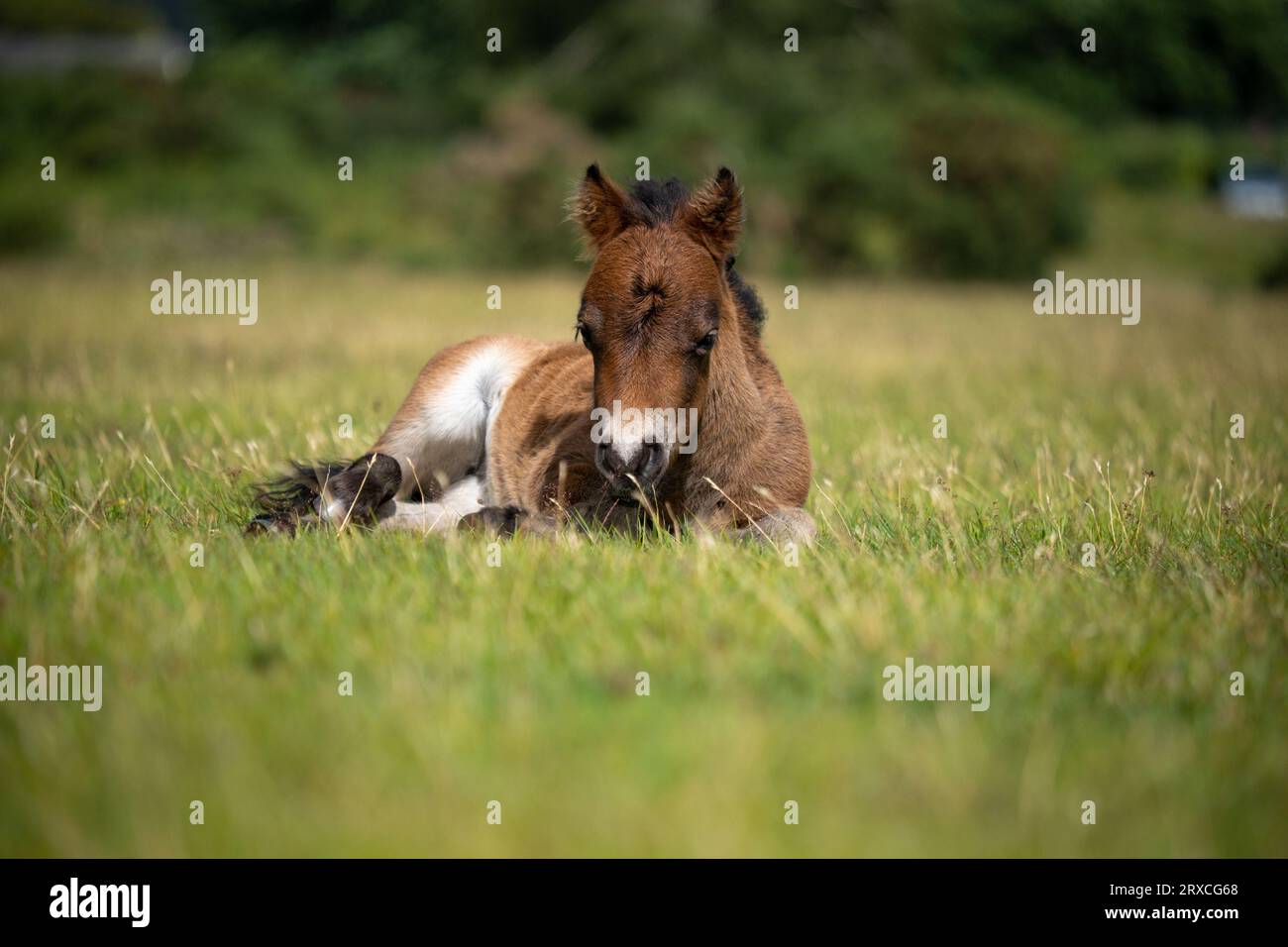 Un giovane pony della New Forest giace sull'erba del Canada, l'Inghilterra comune, catturando i raggi estivi. Foto Stock