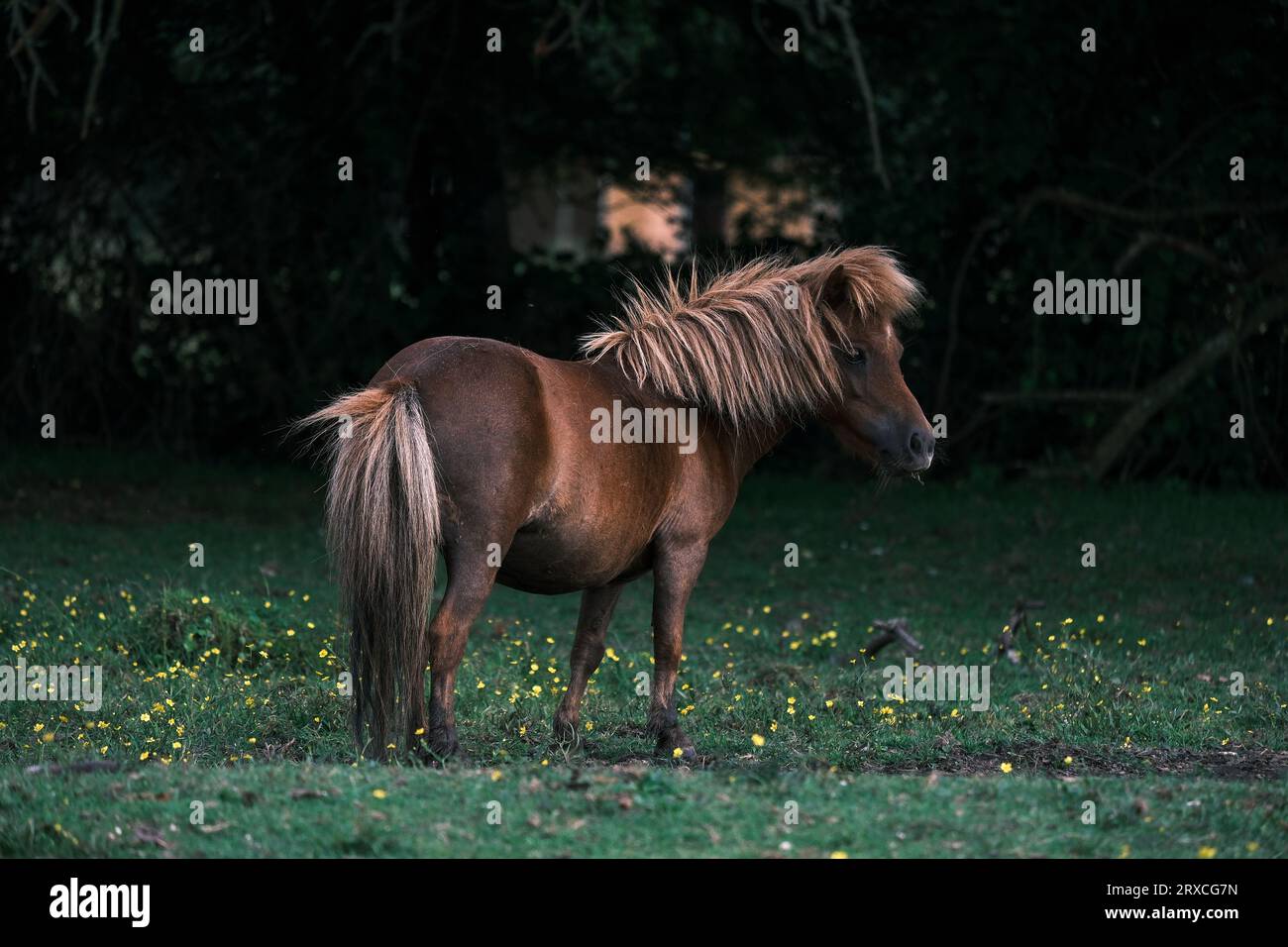 Un nuovo pony forestale con lunghi capelli, criniera e coda in uno splendido colore dorato. Foto Stock