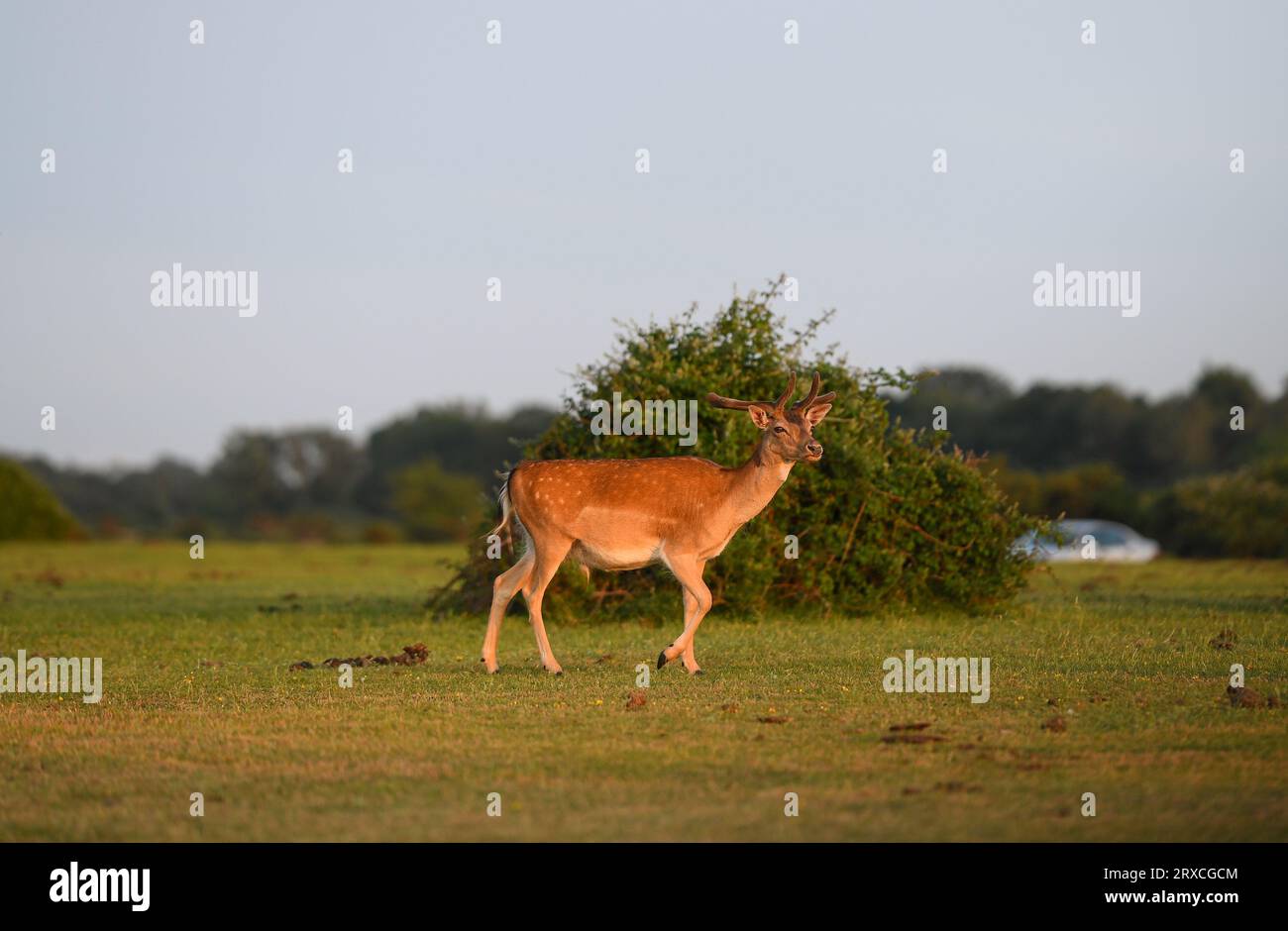 Un solo cervo a riposo visto camminare vicino a un parcheggio nella New Forest preso dal sole della sera. Foto Stock