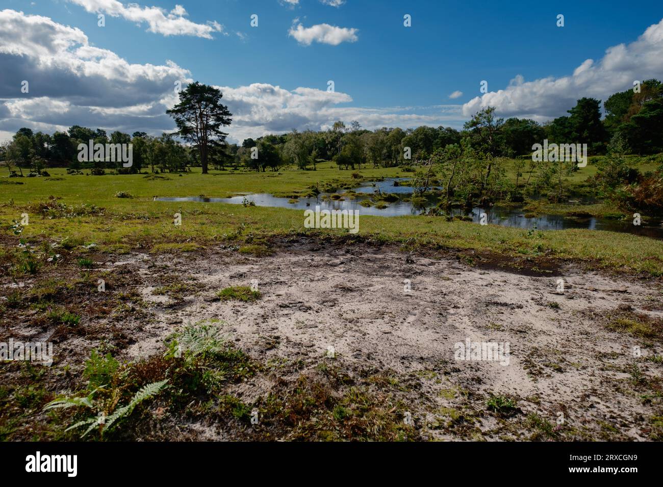 Sabbia esposta nella New Forest Hampshire Regno Unito che mostra la composizione geologica dei depositi sedimentari. L'area un tempo era un mare poco profondo e un sistema fluviale. Foto Stock