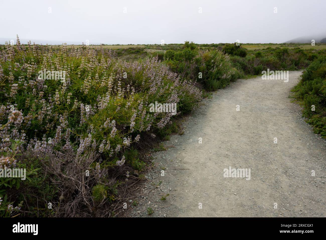 Sentiero escursionistico lungo la riva. Sentiero Montana de Oro Bluff, California centrale Foto Stock