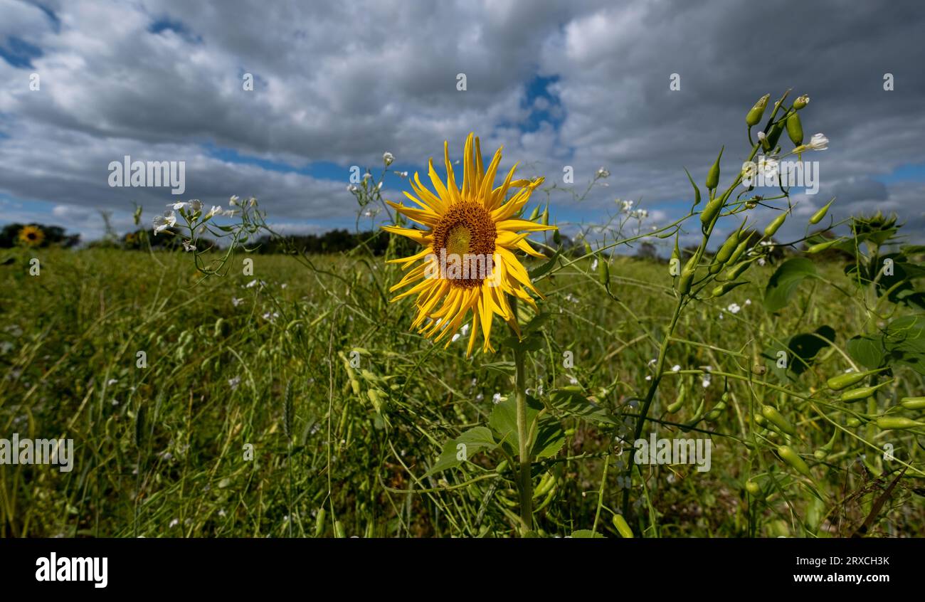 Una sezione di un campo agricolo nell'Hampshire in Inghilterra è stata lasciata a rifare la selvaggina con i girasoli e i fiori selvatici che crescono Foto Stock