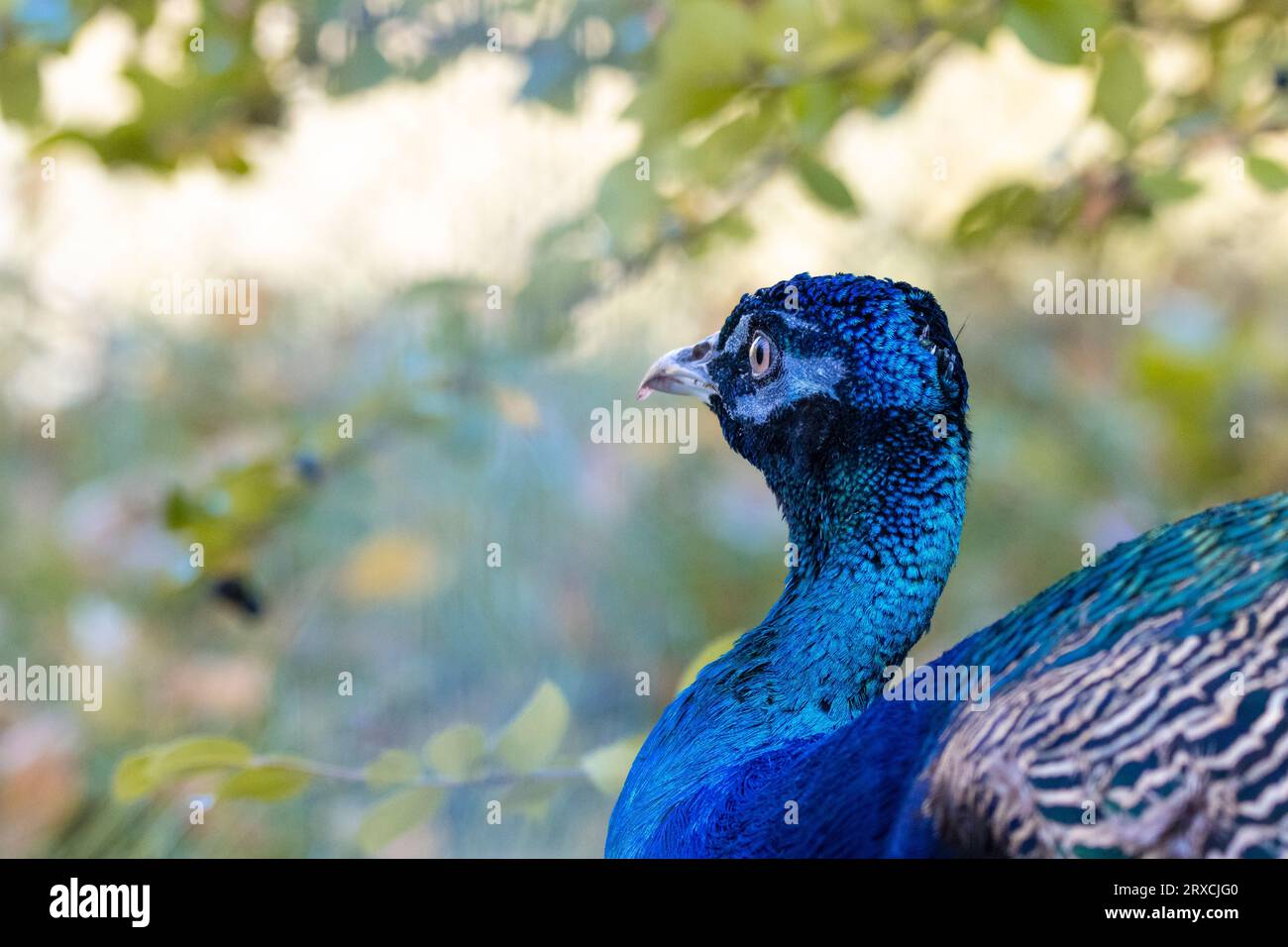 testa pavone blu brillante con spazio per la copia Foto Stock