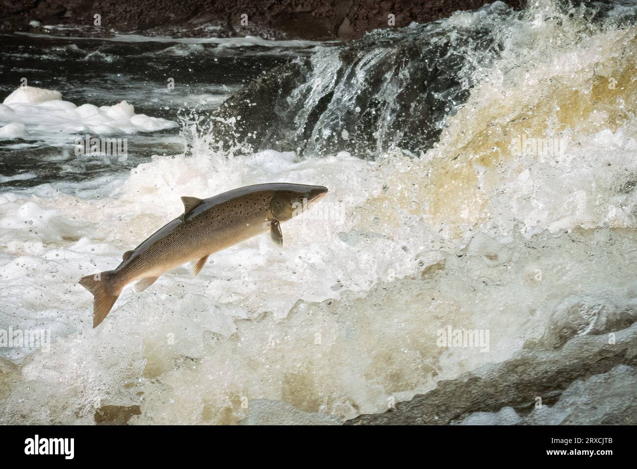 Salmone Atlantico (Salmo salar) sul fiume Almond, Perthshire, Scozia, Regno Unito. Foto Stock